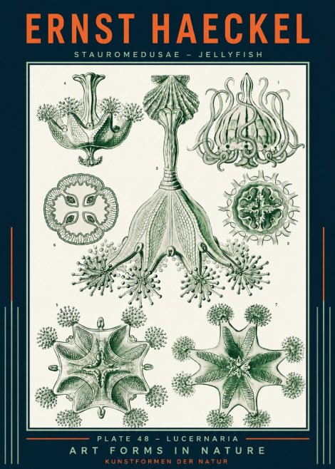 Ernst Haeckel Stauromedusae – Jellyfish No2 - Juliste