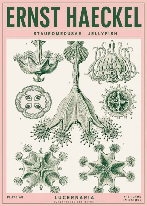 Ernst Haeckel Stauromedusae – Jellyfish No4 - Juliste
