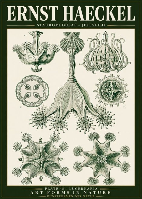 Ernst Haeckel Stauromedusae – Jellyfish No5 - Juliste