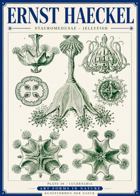 Ernst Haeckel Stauromedusae – Jellyfish No6 - Juliste
