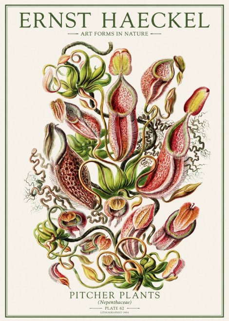Ernst Haeckel Pitcher Plants No1 - Juliste