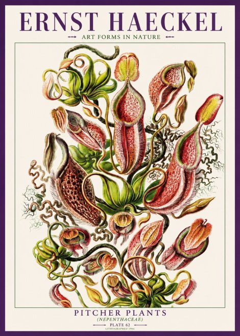 Ernst Haeckel Pitcher Plants No3 - Juliste