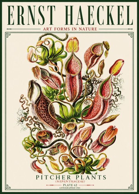 Ernst Haeckel Pitcher Plants No5 - Juliste