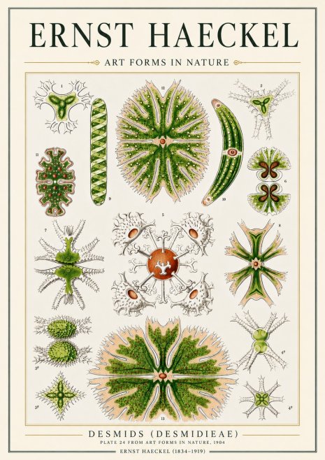 Ernst Haeckel Desmids (Desmidieae) No3 - Juliste