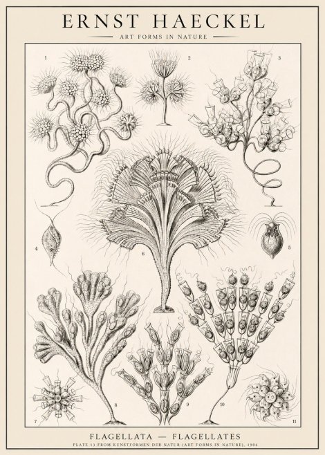Ernst Haeckel Flagellata - Flagellates No1 - Juliste