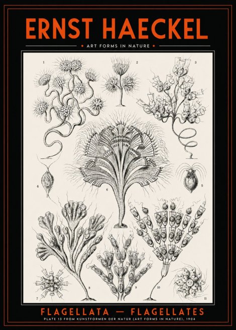 Ernst Haeckel Flagellata - Flagellates No2 - Juliste