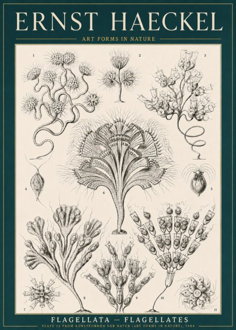 Ernst Haeckel Flagellata - Flagellates No3 - Juliste