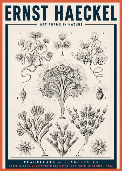 Ernst Haeckel Flagellata - Flagellates No4 - Juliste