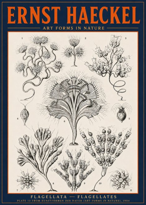 Ernst Haeckel Flagellata - Flagellates No6 - Juliste