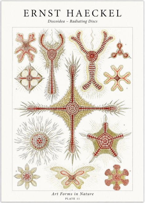 Ernst Haeckel Discoidea – Radiating Discs No1 - Juliste