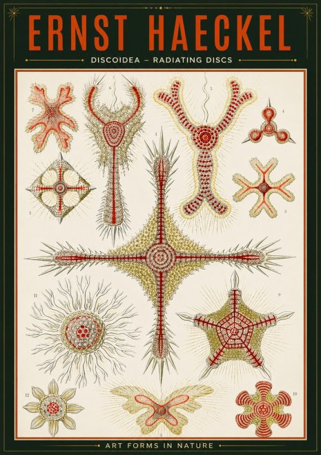 Ernst Haeckel Discoidea – Radiating Discs No2 - Juliste