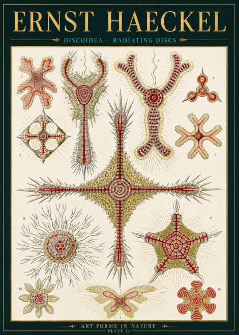 Ernst Haeckel Discoidea – Radiating Discs No4 - Juliste
