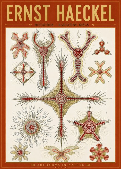 Ernst Haeckel Discoidea – Radiating Discs No5 - Juliste