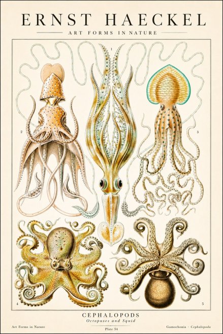Ernst Haeckel Cephalopods Octopuses and Squid No1 - Juliste