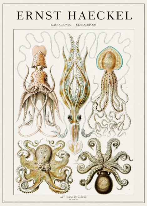 Ernst Haeckel Cephalopods Octopuses and Squid No2 - Juliste