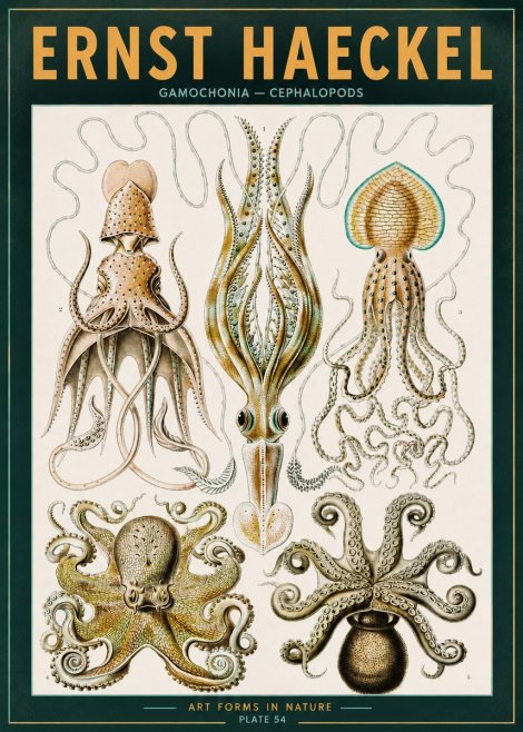 Ernst Haeckel Cephalopods Octopuses and Squid No3 - Juliste