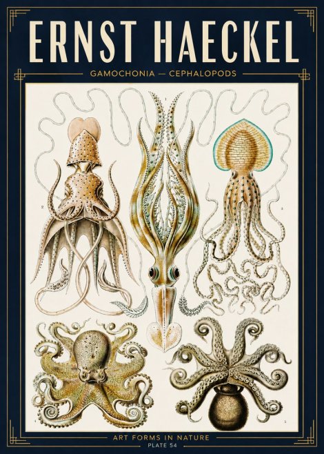 Ernst Haeckel Cephalopods Octopuses and Squid No5 - Juliste
