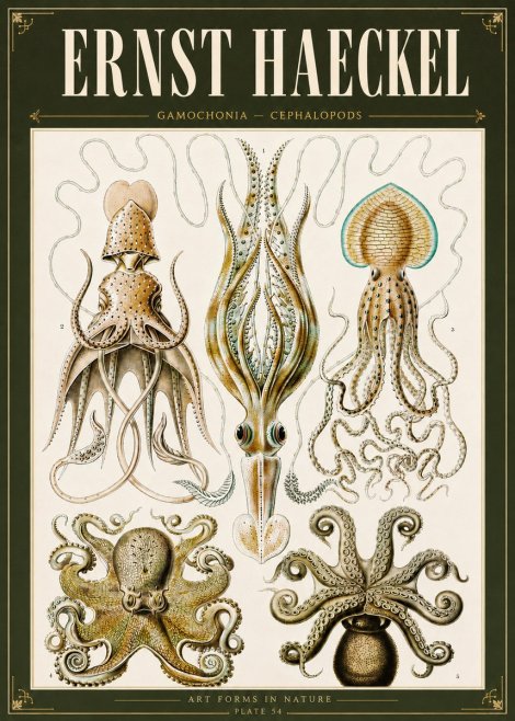 Ernst Haeckel Cephalopods Octopuses and Squid No6 - Juliste