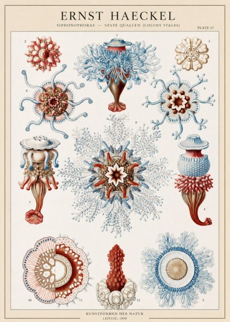 Ernst Haeckel Siphonophorae - State Quallen (Colony Stages) No1 - Juliste