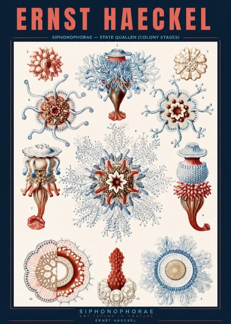 Ernst Haeckel Siphonophorae - State Quallen (Colony Stages) No2 - Juliste