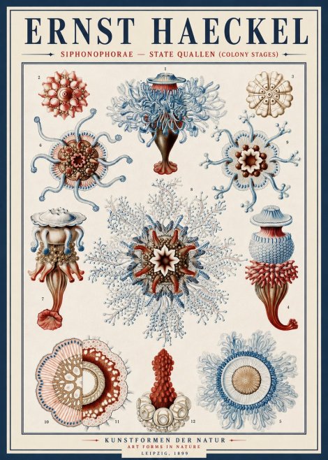 Ernst Haeckel Siphonophorae - State Quallen (Colony Stages) No4 - Juliste