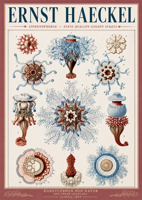 Ernst Haeckel Siphonophorae - State Quallen (Colony Stages) No5 - Juliste
