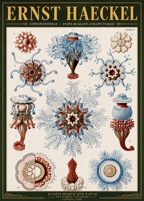 Ernst Haeckel Siphonophorae - State Quallen (Colony Stages) No6 - Juliste