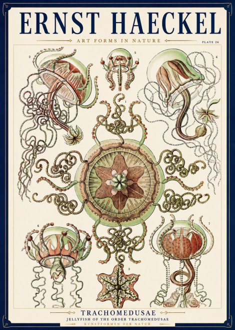 Ernst Haeckel Trachomedusae No3 - Juliste