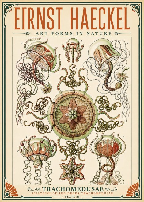 Ernst Haeckel Trachomedusae No5 - Juliste