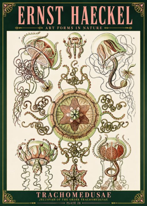 Ernst Haeckel Trachomedusae No6 - Juliste