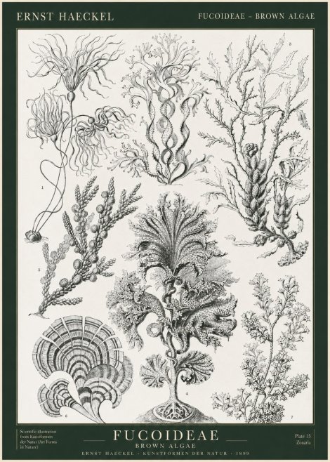 Ernst Haeckel Fucoideae - Brown Algae No1 - Juliste
