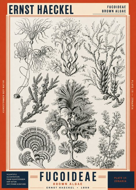 Ernst Haeckel Fucoideae - Brown Algae No2 - Juliste