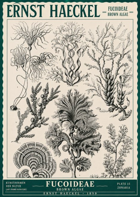 Ernst Haeckel Fucoideae - Brown Algae No3 - Juliste