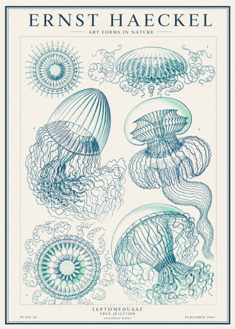 Ernst Haeckel Leptomedusae True Jellyfish No1 - Juliste