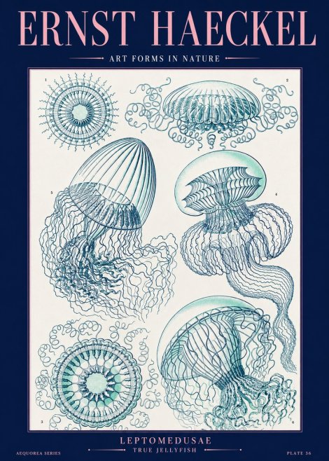 Ernst Haeckel Leptomedusae True Jellyfish No2 - Juliste