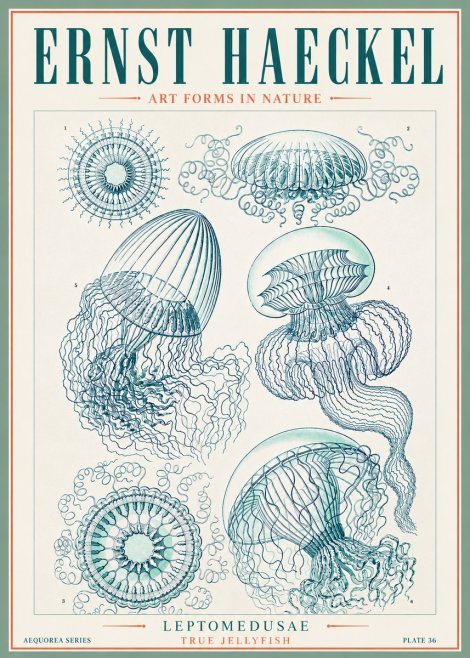 Ernst Haeckel Leptomedusae True Jellyfish No3 - Juliste