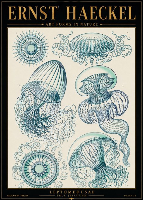 Ernst Haeckel Leptomedusae True Jellyfish No5 - Juliste