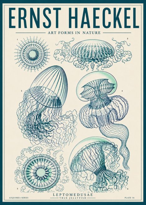 Ernst Haeckel Leptomedusae True Jellyfish No6 - Juliste