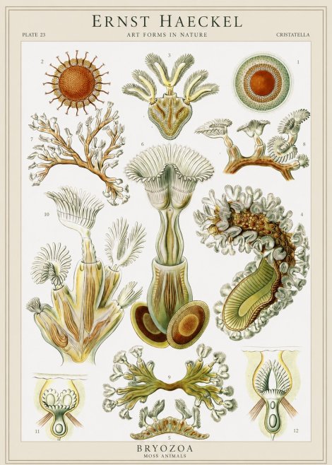 Ernst Haeckel Cristatella No1 - Juliste