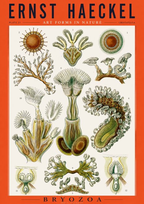 Ernst Haeckel Cristatella No3 - Juliste