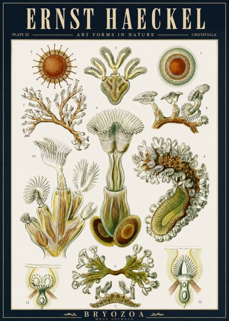 Ernst Haeckel Cristatella No5 - Juliste