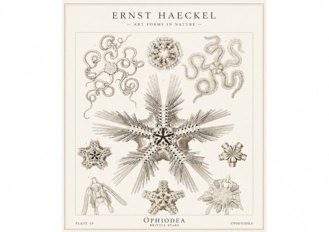 Ernst Haeckel Ophiodea - Brittle Stars I No1 - Juliste