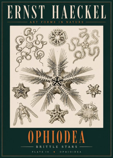 Ernst Haeckel Ophiodea - Brittle Stars I No2 - Juliste