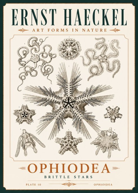 Ernst Haeckel Ophiodea - Brittle Stars I No4 - Juliste