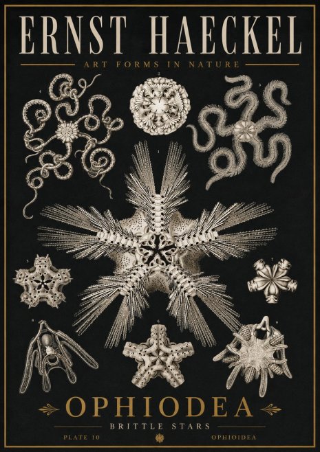 Ernst Haeckel Ophiodea - Brittle Stars I No5 - Juliste