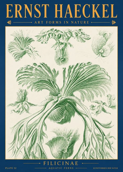 Ernst Haeckel Filicinae No2 - Juliste