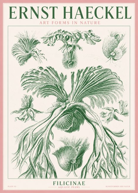 Ernst Haeckel Filicinae No3 - Juliste