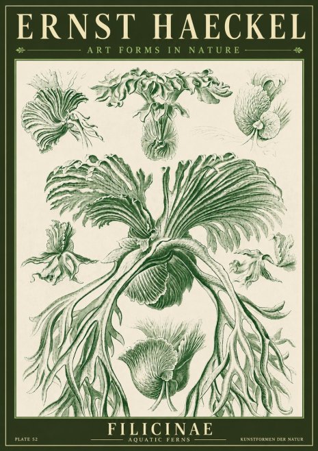 Ernst Haeckel Filicinae No4 - Juliste