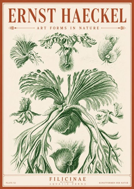 Ernst Haeckel Filicinae No6 - Juliste
