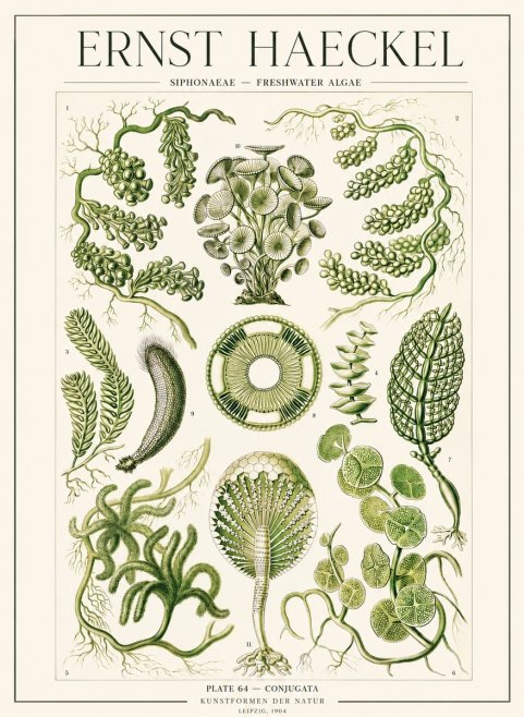 Ernst Haeckel Siphonaceae - Freshwater Algae No1 - Juliste